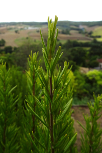Alain Bigou, le 28 août 2025 (Lauzerte (En ville ))