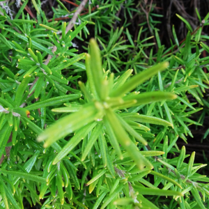 Alain Bigou, le 28 août 2025 (Lauzerte (En ville ))