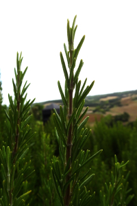 Alain Bigou, le 28 août 2025 (Lauzerte (En ville ))