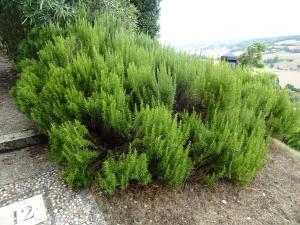 Alain Bigou, le 28 août 2025 (Lauzerte (En ville ))