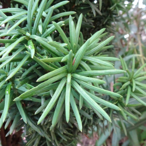 Alain Bigou, le 28 août 2025 (Lauzerte (En ville ))