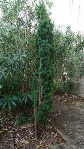 Alain Bigou, le 28 août 2025 (Lauzerte (En ville ))