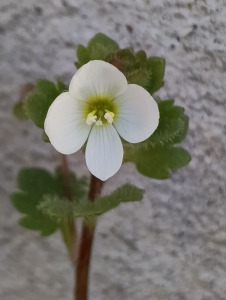 Patrick Ressayre, le  1 février 2026 (Bourg-Saint-Andéol)