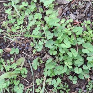 Photographie n°3381827 du taxon Medicago arabica (L.) Huds.