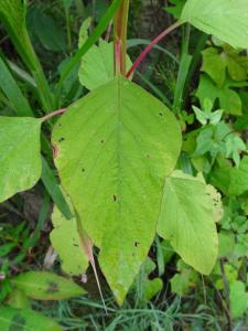 Alain Bigou, le 30 août 2025 (Lieurac (La Fount del Buc))