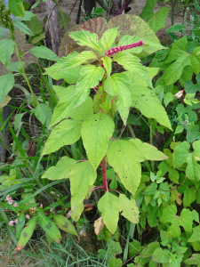 Alain Bigou, le 30 août 2025 (Lieurac (La Fount del Buc))