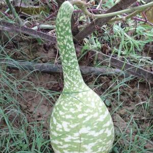 Photographie n°3381944 du taxon Lagenaria siceraria (Molina) Standl. [1930]