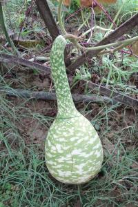 Alain Bigou, le 30 août 2025 (Lieurac (La Fount del Buc))