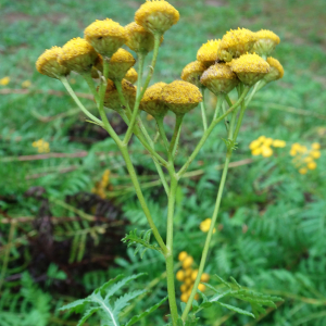 Photographie n°3382004 du taxon Tanacetum vulgare L. [1753]