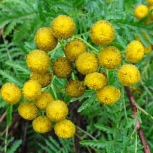 Photographie n°3382005 du taxon Tanacetum vulgare L. [1753]