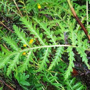 Photographie n°3382006 du taxon Tanacetum vulgare L. [1753]