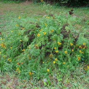 Photographie n°3382007 du taxon Tanacetum vulgare L. [1753]