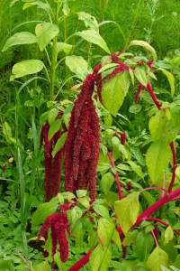 Alain Bigou, le 30 août 2025 (Lieurac (La Fount del Buc))