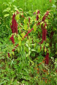 Alain Bigou, le 30 août 2025 (Lieurac (La Fount del Buc))