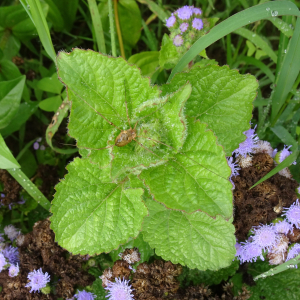 Alain Bigou, le 30 août 2025 (Lieurac (La Fount del Buc))