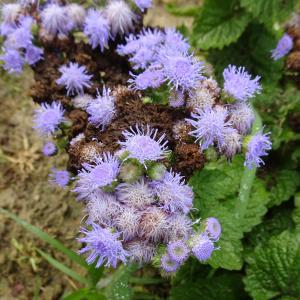 Alain Bigou, le 30 août 2025 (Lieurac (La Fount del Buc))