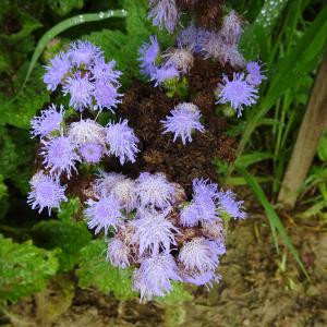 Alain Bigou, le 30 août 2025 (Lieurac (La Fount del Buc))