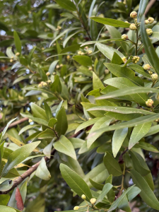 Michel Gaubert, le  4 février 2026 (Valence (Valence intra-muros, Parc Jouvet))