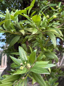 Michel Gaubert, le  4 février 2026 (Valence (Valence intra-muros, Parc Jouvet))