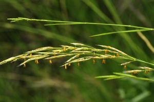 Patrick Ressayre, le 25 mai 2025 (Ruoms)