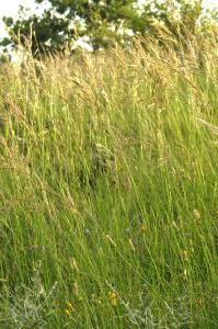 Patrick Ressayre, le 25 mai 2025 (Ruoms)