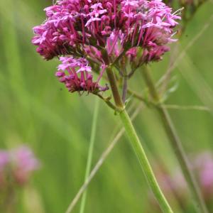  - Centranthus ruber subsp. ruber