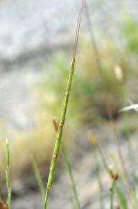 Patrick Ressayre, le 25 mai 2025 (Ruoms)