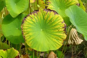 Alain Bigou, le 30 août 2025 (Lieurac (La Fount del Buc))