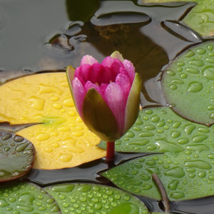 Castalia candida (J.Presl & C.Presl) Schinz & Thell. (Nénuphar blanc boréal)