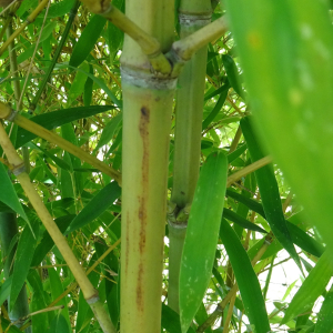 Photographie n°3386172 du taxon Phyllostachys aurea Carrière ex Rivière & C.Rivière [1878]