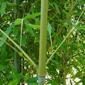 Photographie n°3386174 du taxon Phyllostachys aurea Carrière ex Rivière & C.Rivière [1878]