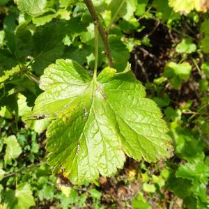 Photographie n°3386210 du taxon Ribes nigrum L. [1753]