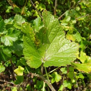 Photographie n°3386211 du taxon Ribes nigrum L. [1753]