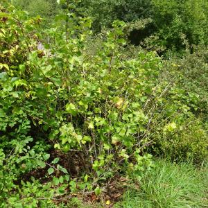 Photographie n°3386212 du taxon Ribes nigrum L. [1753]