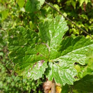 Photographie n°3386213 du taxon Ribes nigrum L. [1753]