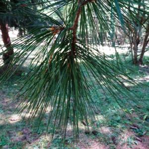 Pinus peuce Griseb. [1846] [nn119778] par Alain Bigou le 04/09/2025 - Font-Romeu-Odeillo-Via