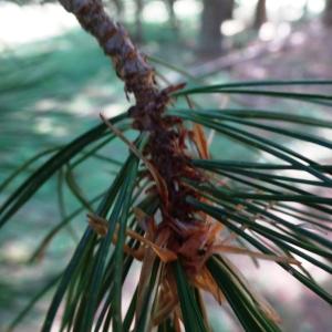 Pinus peuce Griseb. [1846] [nn119778] par Alain Bigou le 04/09/2025 - Font-Romeu-Odeillo-Via