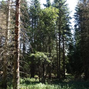 Pinus peuce Griseb. [1846] [nn119778] par Alain Bigou le 04/09/2025 - Font-Romeu-Odeillo-Via