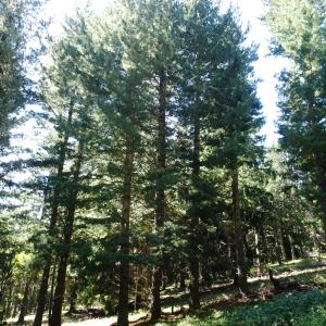 Pinus peuce Griseb. [1846] [nn119778] par Alain Bigou le 04/09/2025 - Font-Romeu-Odeillo-Via