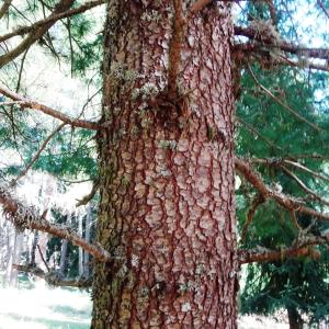 Pinus peuce Griseb. [1846] [nn119778] par Alain Bigou le 04/09/2025 - Font-Romeu-Odeillo-Via