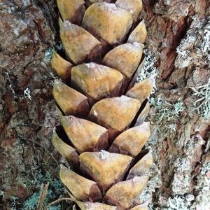 Pinus peuce Griseb. [1846] [nn119778] par Alain Bigou le 04/09/2025 - Font-Romeu-Odeillo-Via