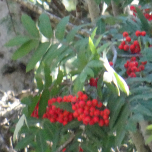 Sorbus aucuparia L. [1753] [nn65277] par Alain Bigou le 04/09/2025 - Font-Romeu-Odeillo-Via