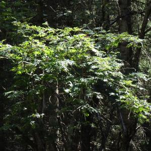 Sorbus aucuparia L. [1753] [nn65277] par Alain Bigou le 04/09/2025 - Font-Romeu-Odeillo-Via
