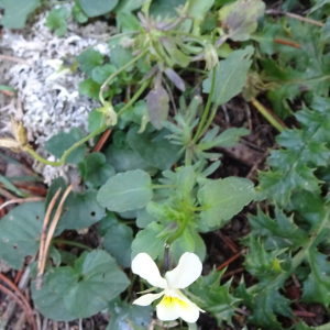 Viola arvensis Murray [1770] [nn72065] par Alain Bigou le 04/09/2025 - Font-Romeu-Odeillo-Via