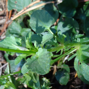 Viola arvensis Murray [1770] [nn72065] par Alain Bigou le 04/09/2025 - Font-Romeu-Odeillo-Via