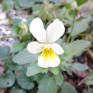 Viola arvensis Murray [1770] [nn72065] par Alain Bigou le 04/09/2025 - Font-Romeu-Odeillo-Via