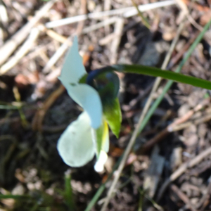 Viola arvensis Murray [1770] [nn72065] par Alain Bigou le 04/09/2025 - Font-Romeu-Odeillo-Via