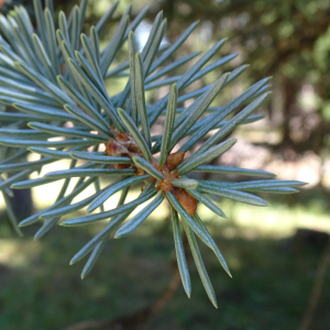 Picea pungens Engelm. [1879] [nn49309] par Alain Bigou le 04/09/2025 - Font-Romeu-Odeillo-Via