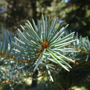 Picea pungens Engelm. [1879] [nn49309] par Alain Bigou le 04/09/2025 - Font-Romeu-Odeillo-Via