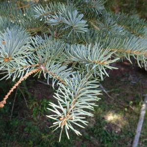 Picea pungens Engelm. [1879] [nn49309] par Alain Bigou le 04/09/2025 - Font-Romeu-Odeillo-Via